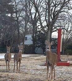 Three deer spotted outside front of school